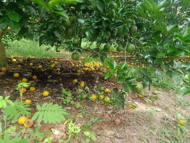 Cam rụng trắng vườn, nông dân thắt ruột bán với giá 5.000 đồng/kg - Hình 6 Cam rung trang vuon, nong dan that ruot ban voi gia 5.000 dong/kg-Hinh-6