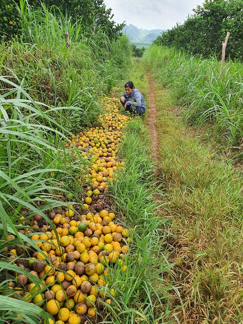 Cam rụng trắng vườn, nông dân thắt ruột bán với giá 5.000 đồng/kg - Hình 2 Cam rung trang vuon, nong dan that ruot ban voi gia 5.000 dong/kg-Hinh-2
