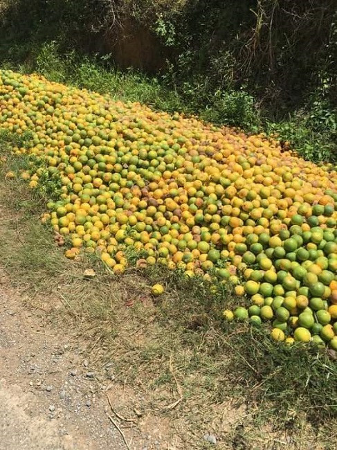 Cam rụng trắng vườn, nông dân thắt ruột bán với giá 5.000 đồng/kg - Hình 4 Cam rung trang vuon, nong dan that ruot ban voi gia 5.000 dong/kg-Hinh-4