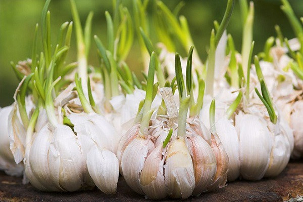 6 thực phẩm mọc mầm không hề độc mà là "thần dược" 6 thuc pham moc mam khong he doc ma la