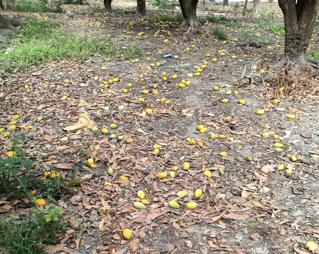 Xoài chín rụng đầy gốc, giá bèo chỉ 2.000 đồng/kg Xoai chin rung day goc, gia beo chi 2.000 dong/kg