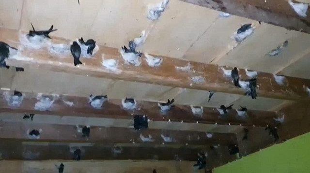 9X thu tiền tỷ mỗi năm nhờ nuôi con ai gặp cũng xua đuổi - Hình 5 9X thu tien ty moi nam nho nuoi con ai gap cung xua duoi-Hinh-5