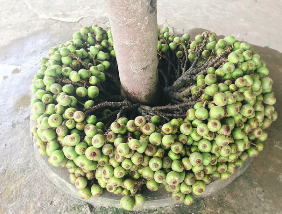 Cây su hào đặc biệt, củ mọc sai trĩu khiến dân mạng bất ngờ - Hình 3 Cay su hao dac biet, cu moc sai triu khien dan mang bat ngo-Hinh-3