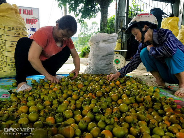 Vùng đất có loại quả tên nghe như chim vị ngon 'tuyệt phẩm' - Hình 10 Vung dat co loai qua ten nghe nhu chim vi ngon 'tuyet pham'-Hinh-10