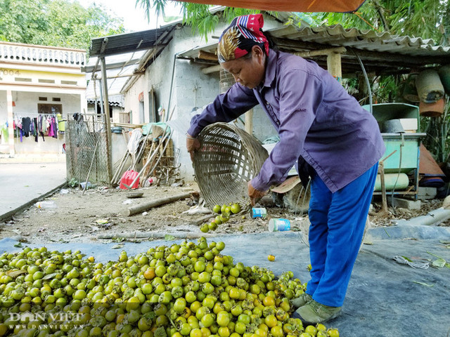 Vùng đất có loại quả tên nghe như chim vị ngon 'tuyệt phẩm' - Hình 11 Vung dat co loai qua ten nghe nhu chim vi ngon 'tuyet pham'-Hinh-11