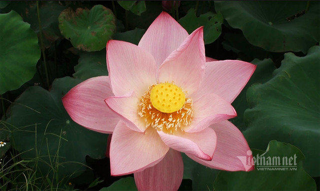 Nông dân hai tháng dầm mình dưới bùn, đút túi tiền tỷ - Hình 3 Nong dan hai thang dam minh duoi bun, dut tui tien ty-Hinh-3