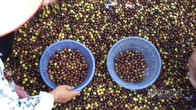 Nông dân hai tháng dầm mình dưới bùn, đút túi tiền tỷ - Hình 19 Nong dan hai thang dam minh duoi bun, dut tui tien ty-Hinh-19
