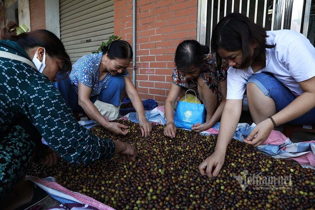 Nông dân hai tháng dầm mình dưới bùn, đút túi tiền tỷ - Hình 13 Nong dan hai thang dam minh duoi bun, dut tui tien ty-Hinh-13
