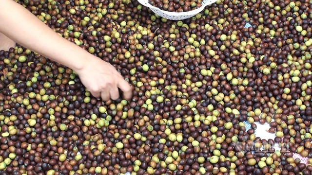 Nông dân hai tháng dầm mình dưới bùn, đút túi tiền tỷ - Hình 14 Nong dan hai thang dam minh duoi bun, dut tui tien ty-Hinh-14