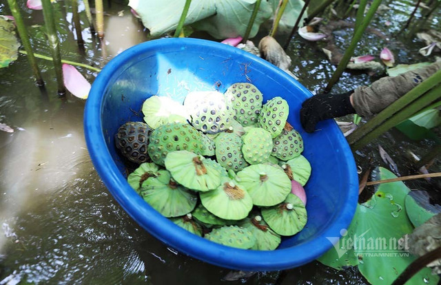 Nông dân hai tháng dầm mình dưới bùn, đút túi tiền tỷ - Hình 9 Nong dan hai thang dam minh duoi bun, dut tui tien ty-Hinh-9