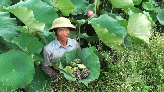 Nông dân hai tháng dầm mình dưới bùn, đút túi tiền tỷ - Hình 5 Nong dan hai thang dam minh duoi bun, dut tui tien ty-Hinh-5