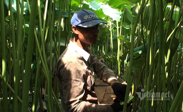 Nông dân hai tháng dầm mình dưới bùn, đút túi tiền tỷ - Hình 7 Nong dan hai thang dam minh duoi bun, dut tui tien ty-Hinh-7