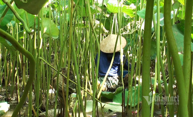 Nông dân hai tháng dầm mình dưới bùn, đút túi tiền tỷ - Hình 6 Nong dan hai thang dam minh duoi bun, dut tui tien ty-Hinh-6