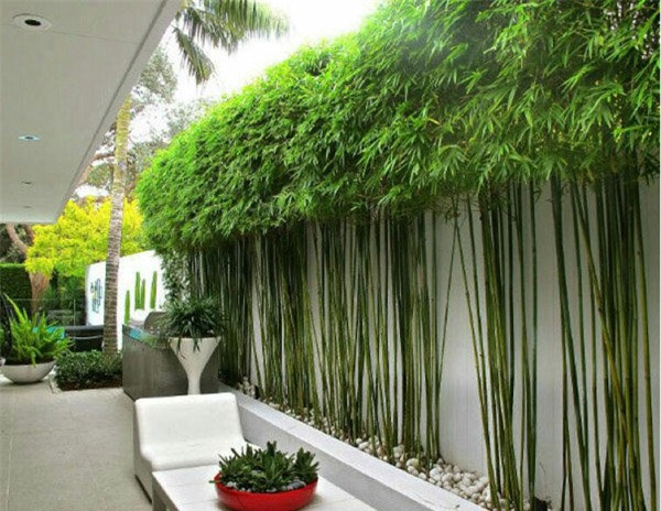 Cây trồng hàng rào tuyệt đẹp để nhà "nổi nhất xóm" - Hình 12 Cay trong hang rao tuyet dep de nha