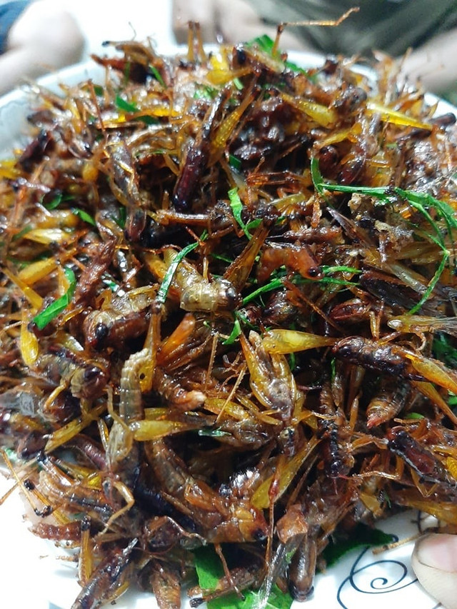 Châu chấu giá 250.000 đồng/kg được săn lùng ráo riết Chau chau gia 250.000 dong/kg duoc san lung rao riet