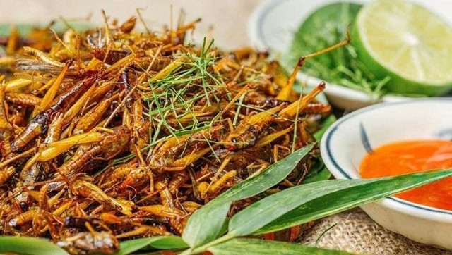 Châu chấu giá 250.000 đồng/kg được săn lùng ráo riết - Hình 5 Chau chau gia 250.000 dong/kg duoc san lung rao riet-Hinh-5