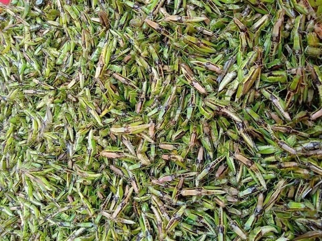 Châu chấu giá 250.000 đồng/kg được săn lùng ráo riết - Hình 3 Chau chau gia 250.000 dong/kg duoc san lung rao riet-Hinh-3