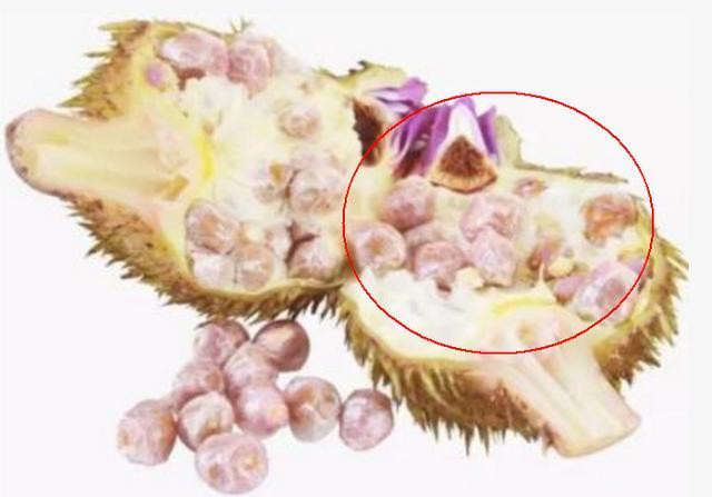 Lạ lùng quả đầu gà: xấu nhưng có thể nấu thành cơm - Hình 3 La lung qua dau ga: xau nhung co the nau thanh com-Hinh-3