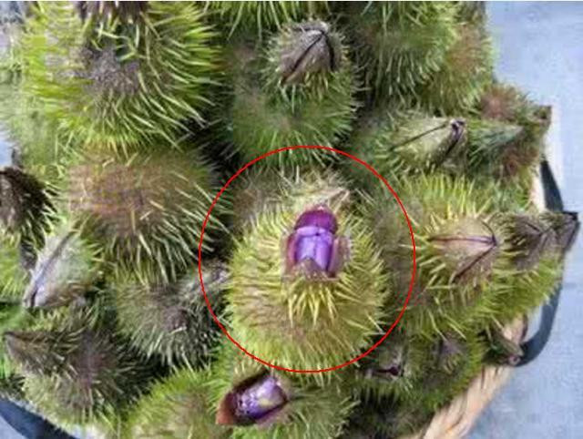 Lạ lùng quả đầu gà: xấu nhưng có thể nấu thành cơm - Hình 2 La lung qua dau ga: xau nhung co the nau thanh com-Hinh-2