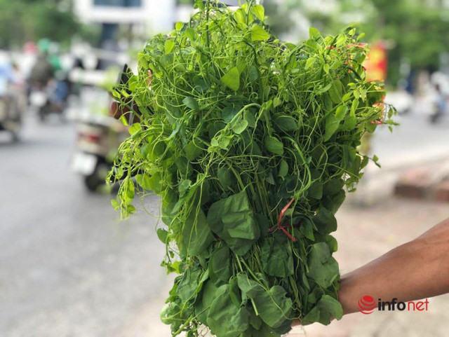 Đặc sản rau rừng đổ bộ về Thủ đô, giá chát vẫn cháy hàng - Hình 3 Dac san rau rung do bo ve Thu do, gia chat van chay hang-Hinh-3