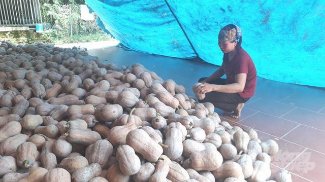 Bí ngô rớt giá thê thảm, cả tạ chỉ mua được 1kg thịt lợn Bi ngo rot gia the tham, ca ta chi mua duoc 1kg thit lon