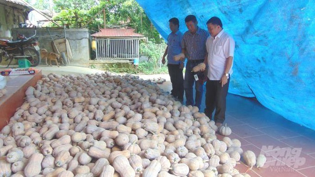 Bí ngô rớt giá thê thảm, cả tạ chỉ mua được 1kg thịt lợn - Hình 4 Bi ngo rot gia the tham, ca ta chi mua duoc 1kg thit lon-Hinh-4