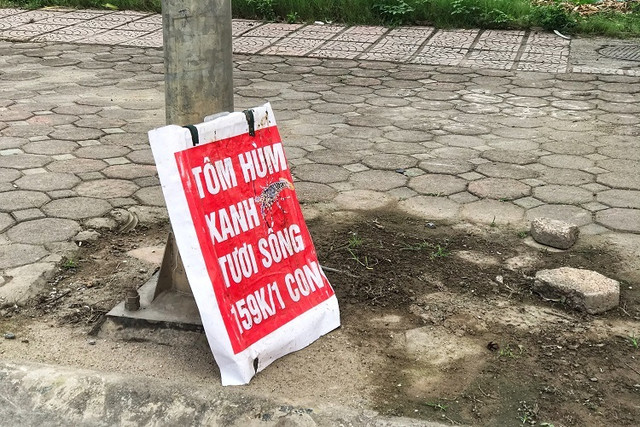 Tôm hùm xanh giá rẻ bán đầy vỉa hè, dân tranh nhau mua - Hình 4 Tom hum xanh gia re ban day via he, dan tranh nhau mua-Hinh-4