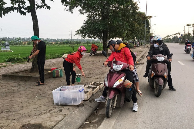 Tôm hùm xanh giá rẻ bán đầy vỉa hè, dân tranh nhau mua Tom hum xanh gia re ban day via he, dan tranh nhau mua