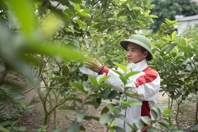 Hiện tượng mạng Lệ Rơi sau 6 năm nổi tiếng Hien tuong mang Le Roi sau 6 nam noi tieng