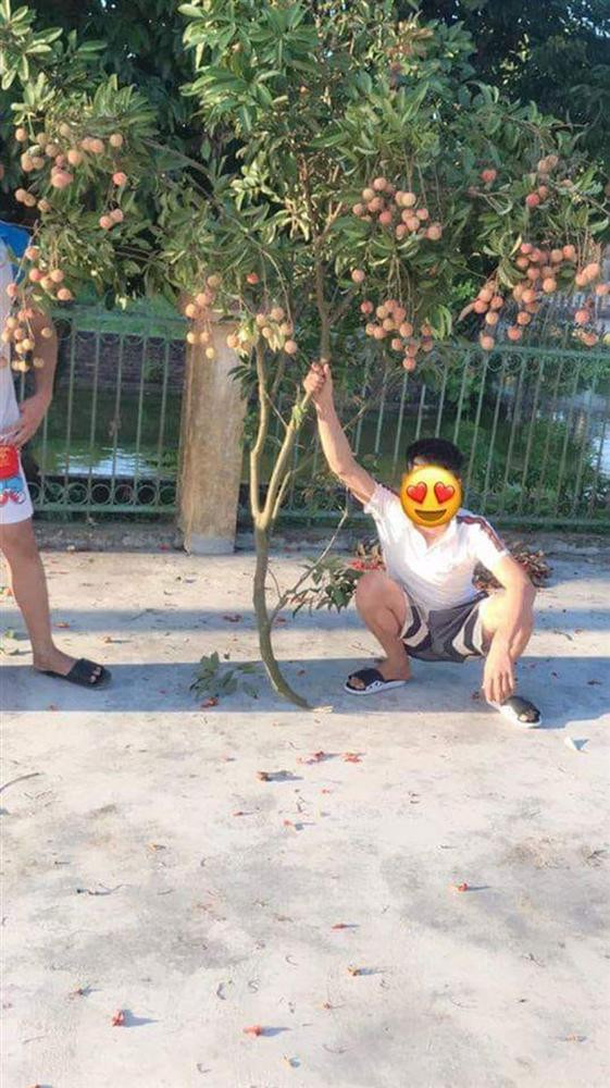 Pha trộm vải nguyên cành gây phẫn nộ của nam thanh niên Pha trom vai nguyen canh gay phan no cua nam thanh nien