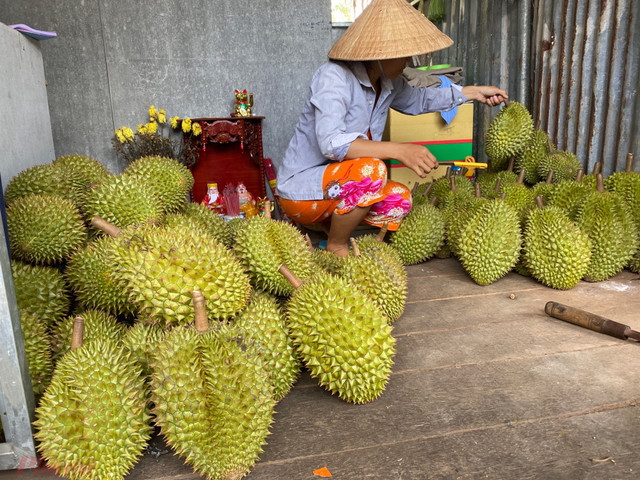 Sầu riêng đại hạ giá ở vỉa hè Sài Gòn, vì sao? - Hình 2 Sau rieng dai ha gia o via he Sai Gon, vi sao?-Hinh-2