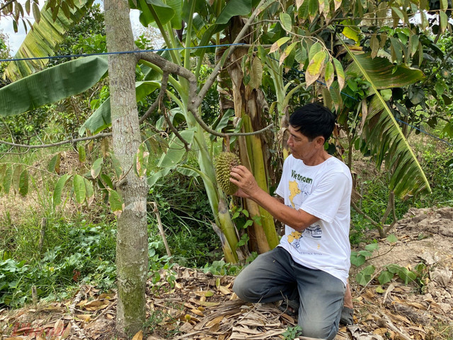 Sầu riêng đại hạ giá ở vỉa hè Sài Gòn, vì sao? - Hình 4 Sau rieng dai ha gia o via he Sai Gon, vi sao?-Hinh-4