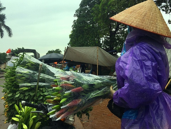 Giá hoa ly 'rẻ như cho', nông dân Tây Tựu khóc ròng trên 'đống nợ' Gia hoa ly 're nhu cho', nong dan Tay Tuu khoc rong tren 'dong no'