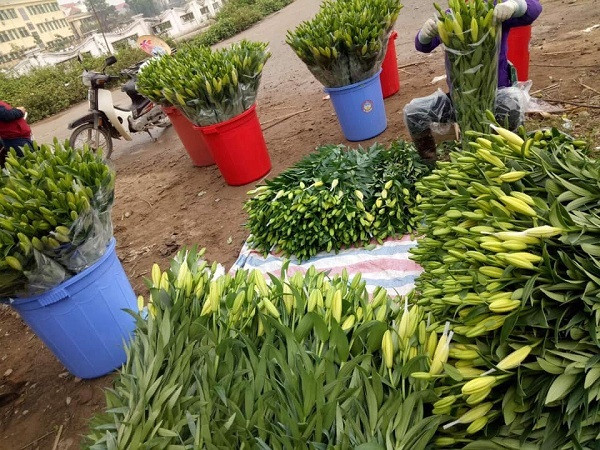 Giá hoa ly 'rẻ như cho', nông dân Tây Tựu khóc ròng trên 'đống nợ' - Hình 4 Gia hoa ly 're nhu cho', nong dan Tay Tuu khoc rong tren 'dong no'-Hinh-4