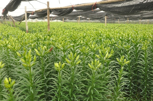 Giá hoa ly 'rẻ như cho', nông dân Tây Tựu khóc ròng trên 'đống nợ' - Hình 2 Gia hoa ly 're nhu cho', nong dan Tay Tuu khoc rong tren 'dong no'-Hinh-2
