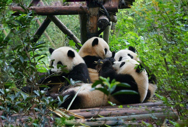 Trung Quốc có hàng "nhái" bún chả Obama Trung Quoc co hang