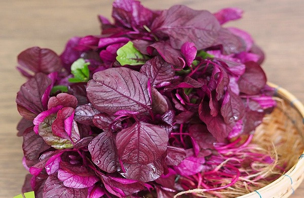 Những thực phẩm cấm kỵ ăn chung với rau dền ảnh 1 Những thực phẩm cấm kỵ ăn chung với rau dền ảnh 1