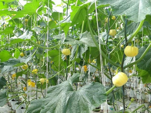 Loại quả nhập từ Nhật về trồng bán giá gấp 100 lần - Hình 2 Loai qua nhap tu Nhat ve trong ban gia gap 100 lan-Hinh-2