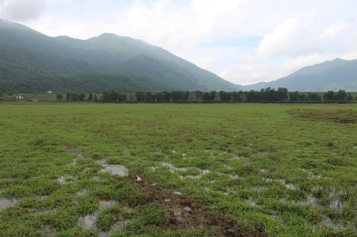 Chuyện lạ Hà Tĩnh: Có ruộng mà không dám xuống... cày cấy - Hình 3 Chuyen la Ha Tinh: Co ruong ma khong dam xuong... cay cay-Hinh-3