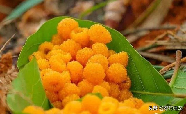 Quả dại nhìn như bọc trứng cá, giá gần nửa triệu/kg - Hình 3 Qua dai nhin nhu boc trung ca, gia gan nua trieu/kg-Hinh-3