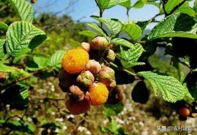 Quả dại nhìn như bọc trứng cá, giá gần nửa triệu/kg - Hình 4 Qua dai nhin nhu boc trung ca, gia gan nua trieu/kg-Hinh-4