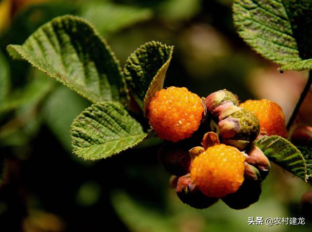 Quả dại nhìn như bọc trứng cá, giá gần nửa triệu/kg - Hình 2 Qua dai nhin nhu boc trung ca, gia gan nua trieu/kg-Hinh-2