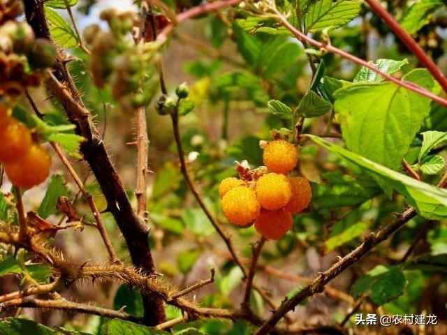 Quả dại nhìn như bọc trứng cá, giá gần nửa triệu/kg - Hình 5 Qua dai nhin nhu boc trung ca, gia gan nua trieu/kg-Hinh-5