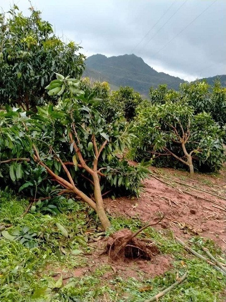 Xoài Sơn La rụng trắng vườn chỉ 1.000 đồng/kg, cho không ai lấy - Hình 3 Xoai Son La rung trang vuon chi 1.000 dong/kg, cho khong ai lay-Hinh-3