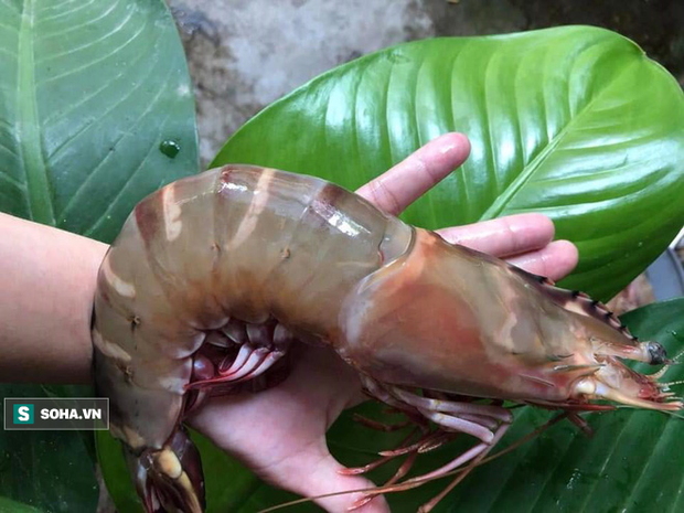 Đặc sản rẻ chưa từng có: Tôm hùm mất giá rao vỉa hè, cá hồi ế trăm tấn - Hình 4 Dac san re chua tung co: Tom hum mat gia rao via he, ca hoi e tram tan-Hinh-4