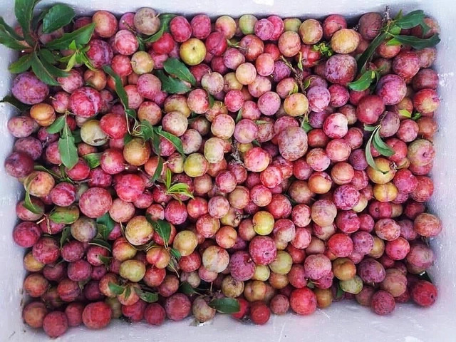Đặc sản rẻ chưa từng có: Tôm hùm mất giá rao vỉa hè, cá hồi ế trăm tấn - Hình 5 Dac san re chua tung co: Tom hum mat gia rao via he, ca hoi e tram tan-Hinh-5