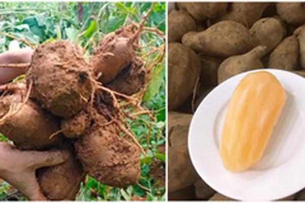 Bơ rớt giá thê thảm, chanh dây rụng đầy gốc Bo rot gia the tham, chanh day rung day goc
