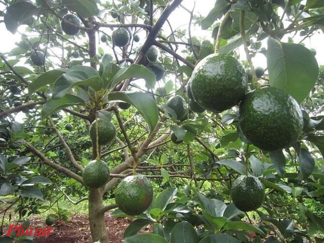 Bơ rớt giá thê thảm, chanh dây rụng đầy gốc - Hình 2 Bo rot gia the tham, chanh day rung day goc-Hinh-2