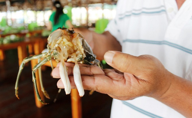 Mua tôm hùm, tá hỏa thấy miếng trắng dai như cao su - Hình 5 Mua tom hum, ta hoa thay mieng trang dai nhu cao su-Hinh-5
