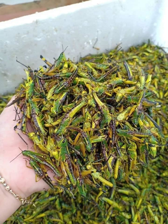 Châu chấu trứng 150 nghìn/kg ăn phải đăng ký chờ ưu tiên - Hình 2 Chau chau trung 150 nghin/kg an phai dang ky cho uu tien-Hinh-2